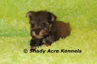 Eski, a male Miniature Schnauzer for sale in Macon, GA – 7 of 9