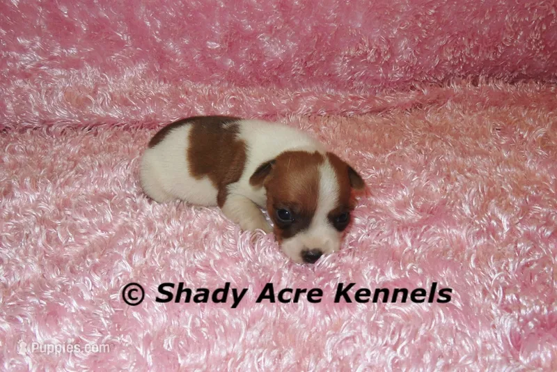 Smooth Shorty Cheela – Jack Russell Terrier puppy for sale in Macon, GA