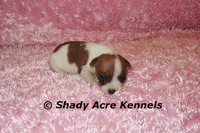 Smooth Shorty Cheela, a female Jack Russell Terrier for sale in Macon, GA – 1 of 5