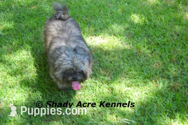Pimela--4lb now--Parent pics too, a female Shih Tzu for sale in Macon, GA – 10 of 10