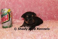 Pammy-Ready 3-12-AKC registration available, a female Yorkshire Terrier for sale in Macon, GA – Photo 4 of 10