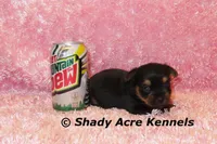 Pammy-Ready 3-12-AKC registration available, a female Yorkshire Terrier for sale in Macon, GA – Photo 1 of 10