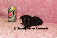Pammy-Ready 3-12-AKC registration available, a female Yorkshire Terrier for sale in Macon, GA – Photo 6 of 10