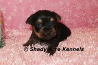 Pammy-Ready 3-12-AKC registration available, a female Yorkshire Terrier for sale in Macon, GA – Photo 10 of 10