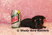 Pammy-Ready 3-12-AKC registration available, a female Yorkshire Terrier for sale in Macon, GA – Photo 2 of 10