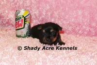 Pammy-Ready 3-12-AKC registration available, a female Yorkshire Terrier for sale in Macon, GA – Photo 7 of 10
