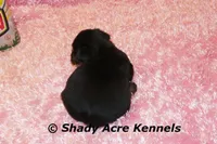 Pammy-Ready 3-12-AKC registration available, a female Yorkshire Terrier for sale in Macon, GA – Photo 5 of 10