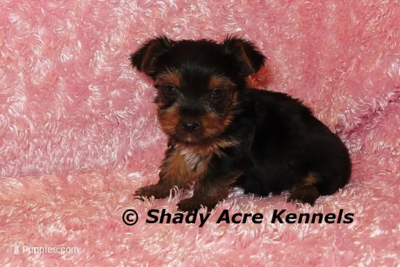 Pammy-Ready 3-12-AKC registration available