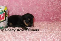 Pammy-Ready 3-12-AKC registration available, a female Yorkshire Terrier for sale in Macon, GA – Photo 8 of 10