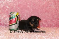 Pammy-Ready 3-12-AKC registration available, a female Yorkshire Terrier for sale in Macon, GA – Photo 9 of 10
