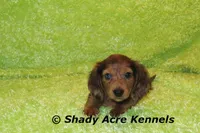 Long Coat Dapple Yamaha, a male Miniature Dachshund for sale in Macon, GA – 7 of 10