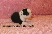 Inaja-with Haggerty Spot, a female Boston Terrier for sale in Macon, GA – 4 of 10