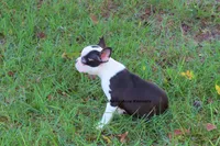 Duchess with Haggerty Spot, a female Boston Terrier for sale in Macon, GA – 5 of 9