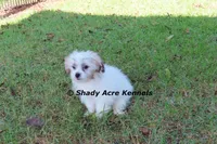 McCavity--Parent pics too, a male Shichon for sale in Macon, GA – 6 of 8