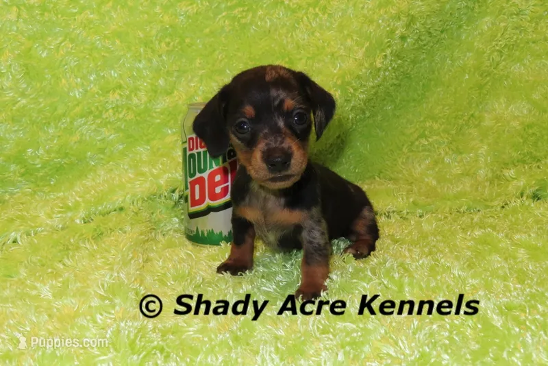Dapple Yates – Miniature Dachshund puppy for sale in Macon, GA