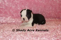 Inaja-with Haggerty Spot, a female Boston Terrier for sale in Macon, GA – 5 of 10