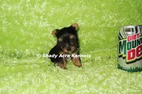 AKC Celantro--average <4lb--Parent pics listed, a male Yorkshire Terrier for sale in Macon, GA – 6 of 10
