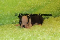 Magnet--ready to go 11-2, a male Boston Terrier for sale in Macon, GA – 3 of 7