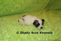 McCavity, a male Shichon for sale in Macon, GA – 4 of 8