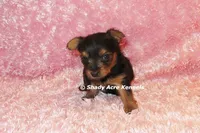 Bloxie-both parents are <5 lbs., a female Yorkshire Terrier for sale in Macon, GA – 4 of 9