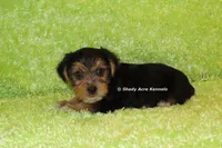 AKC Buick, a male Yorkshire Terrier for sale in Macon, GA – 4 of 6