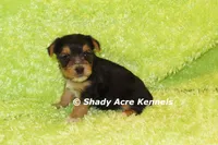 Buick----AKC registerable, a male Yorkshire Terrier for sale in Macon, GA – 2 of 9