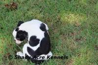 Indy--well behaved, happy, a male Boston Terrier for sale in Macon, GA – 10 of 10