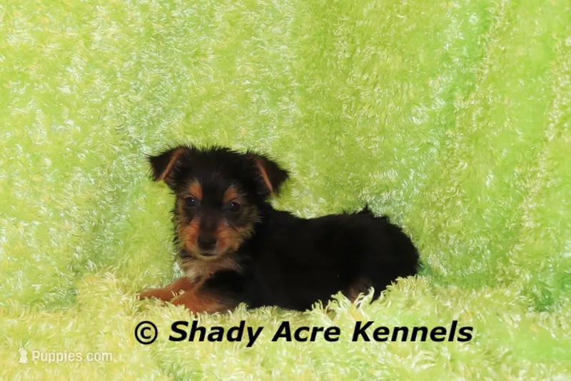 SeaDog--AKC reg. available – Yorkshire Terrier puppy for sale in Macon, GA