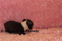 Mantana--ready to go 11-2, a female Boston Terrier for sale in Macon, GA – 10 of 10