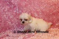 Dianna-mature weight 5-7 lb, a female Mal Shi for sale in Macon, GA – 6 of 7