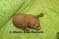 F1b MINI Landon--average weight 30lbs, a male Miniature Goldendoodle for sale in Macon, GA – 7 of 9