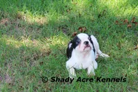 Indy--well behaved, happy, a male Boston Terrier for sale in Macon, GA – 8 of 10