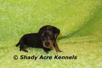 Dapple Yates, a male Miniature Dachshund for sale in Macon, GA – 7 of 10