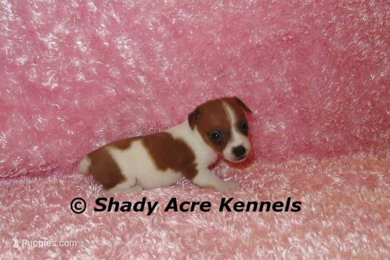 Smooth Shorty Cheela – Jack Russell Terrier puppy for sale in Macon, GA
