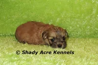 Gironimo, a male Mal Shi for sale in Macon, GA – 7 of 7