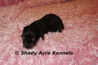 Lodybug, a female Miniature Dachshund for sale in Macon, GA – 1 of 5