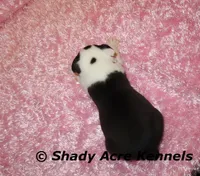 Inaja-with Haggerty Spot, a female Boston Terrier for sale in Macon, GA – 7 of 10