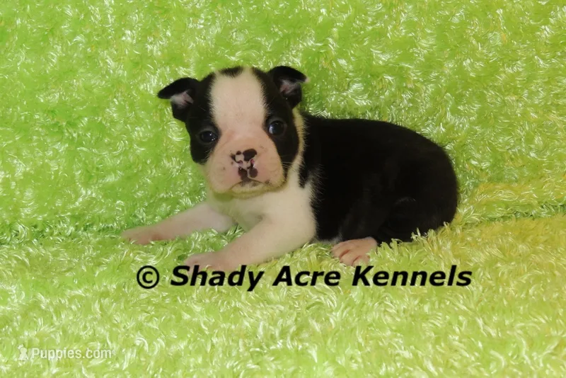 Index-with a Haggarty Spot – Boston Terrier puppy for sale in Macon, GA