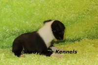 Mack--ready to go 11-2, a male Boston Terrier for sale in Macon, GA – 5 of 6