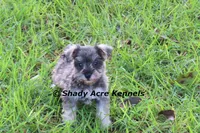Esdras--smaller than average, a male Miniature Schnauzer for sale in Macon, GA – 5 of 10
