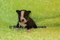 Mabo--ready to go 11-2, a male Boston Terrier for sale in Macon, GA – 3 of 7