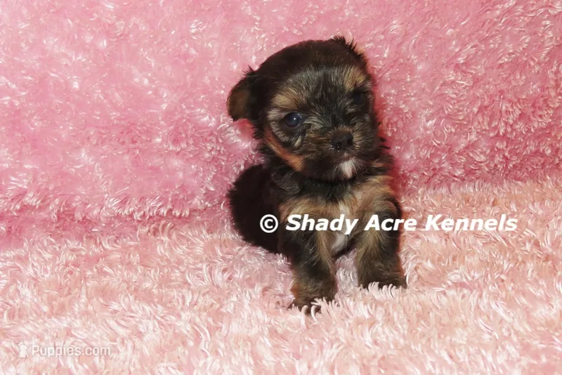 Bugundy--AKC registerable – Yorkshire Terrier puppy for sale in Macon, GA