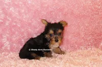 AKC Buffi, a female Yorkshire Terrier for sale in Macon, GA – 5 of 7