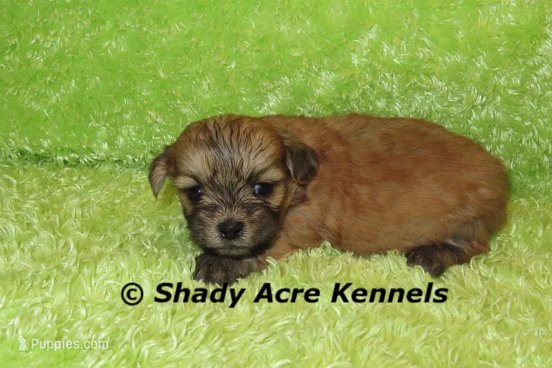 Gironimo – Mal Shi puppy for sale in Macon, GA