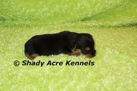 SeaBreeze, a male Yorkshire Terrier for sale in Macon, GA – 3 of 4