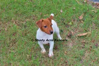 Smooth Shorty Chetan, a male Jack Russell Terrier for sale in Macon, GA – 5 of 10