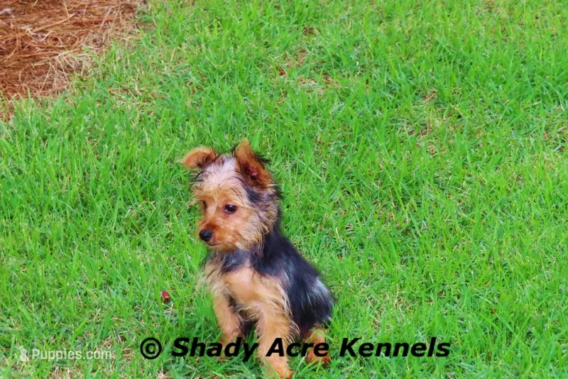Teeny Tiny I weigh 4lb. – Yorkshire Terrier puppy for sale in Macon, GA