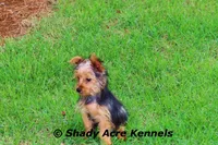 Odie 5.5lb., a male Yorkshire Terrier for sale in Macon, GA – 3 of 10
