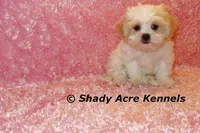 Disco-mature weight 8-10 lb, a female Mal Shi for sale in Macon, GA – 4 of 10
