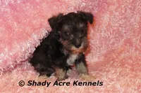Espirit, a female Miniature Schnauzer for sale in Macon, GA – 2 of 6